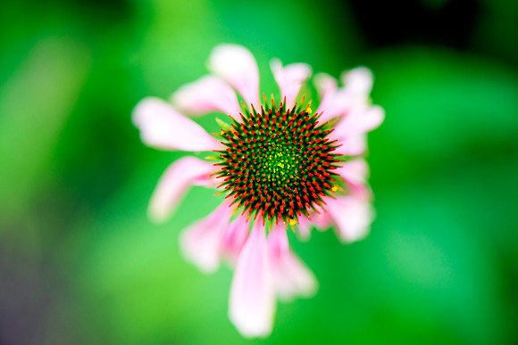 Macro flower shot on Cape Cod