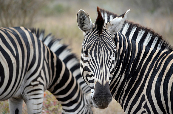 South Africa Zebras