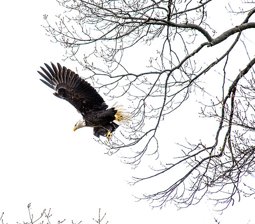 Bald Eagle