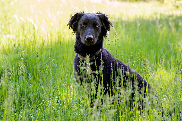 Dog in Grass