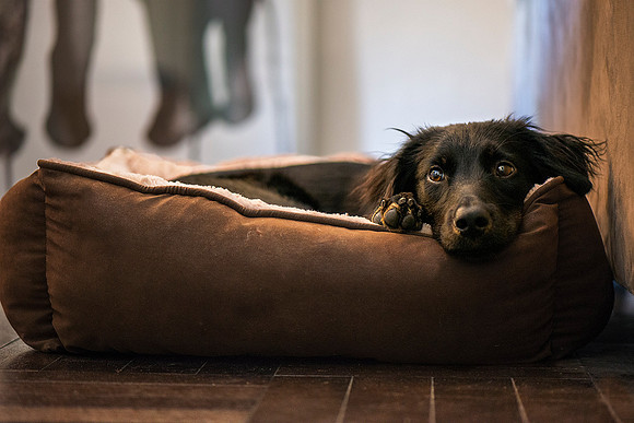 Dog in Her New Bed