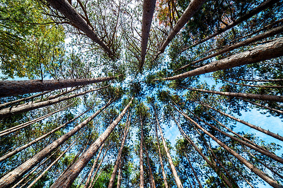 Wide angle photograph of trees in Storm King State Park New York State